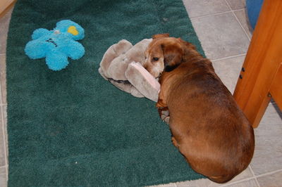 Callie sleeping on toy