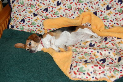 Widget sleeping Dec 1