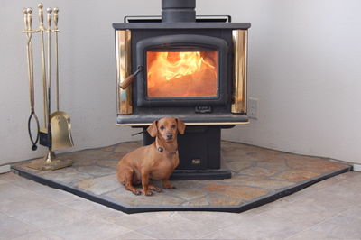 Daisy in front of wood stove