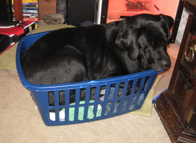 Luke in laundry basket