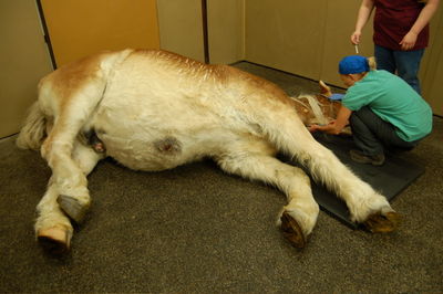 Beaver in surgery room