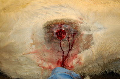 Beaver sarcoid close-up