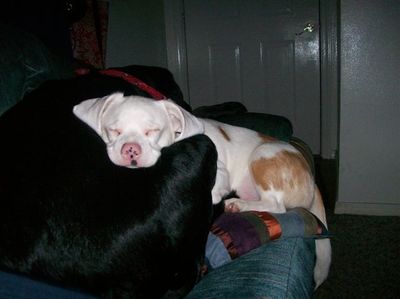 Baron sleeping on Stoney