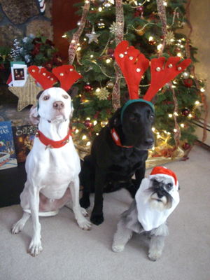 Tyler's Christmas Outfit