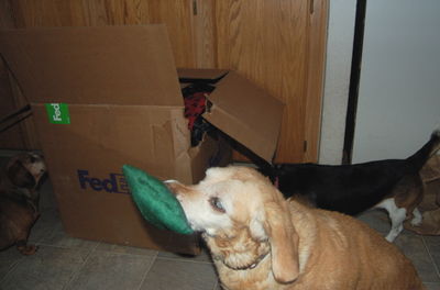 Widget with toy from box