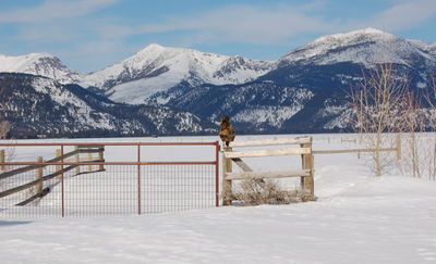 Spark contemplating mountains