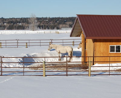 Luna resting chin on snowbank
