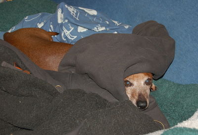 Dexter wrapped in jacket