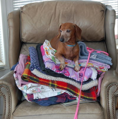 Dexter on bedding in chair