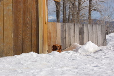 Soba next to cottage 2