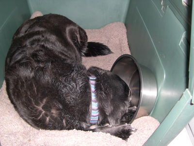 Samantha sleeping in bowl