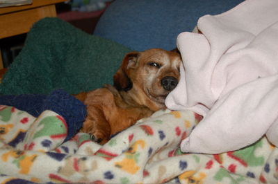 Callie sleeping on couch