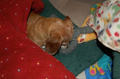 Bailey with buried nose