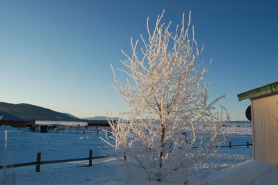 Winter scene 5 Feb 8