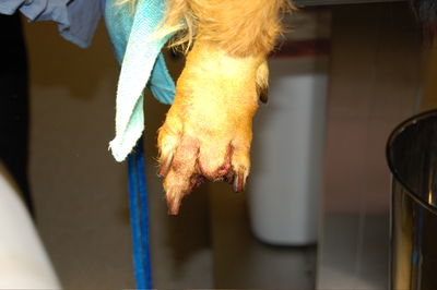 Penny's foot after surgery