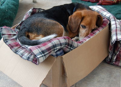 Briggs in blanket box