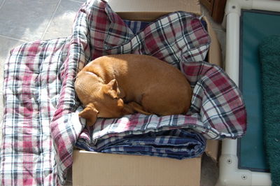 Daisy in blanket box