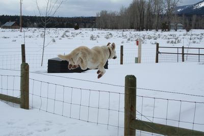 Travis leaping fence
