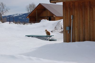 Rocky on picnic table