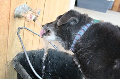 Samantha drinking from running tap