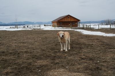 Brody in yard April 15