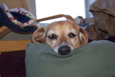 Widget sleeping with nose on bed
