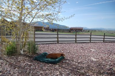 Bailey under aspen 1