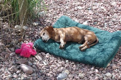 Bailey under aspen 3