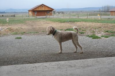 Priscilla looking for Molly