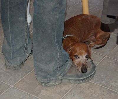 Dexter on Alayne's shoe