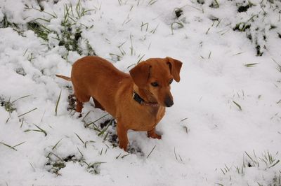 Daisy watching Austin and Stuart