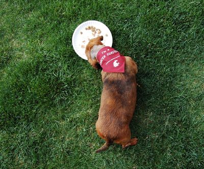 Callie eating off plate 2