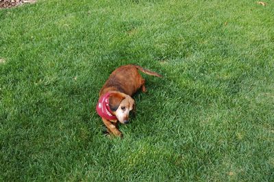 Callie with head tilt