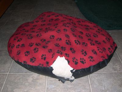 Daisy hiding in round bed