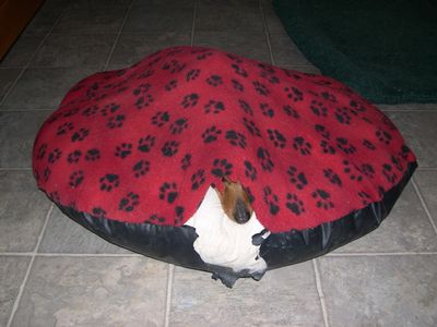 Daisy peeking out of round bed