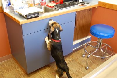 Charlie looking for cookies at clinic