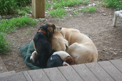 Charlie and Austin with Moose