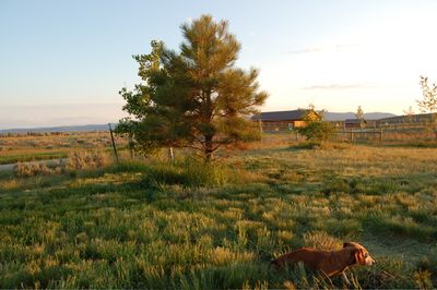 Bailey glowing in evening sun