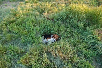 Austin trying to hide