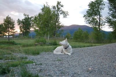 Spinner in evening 1