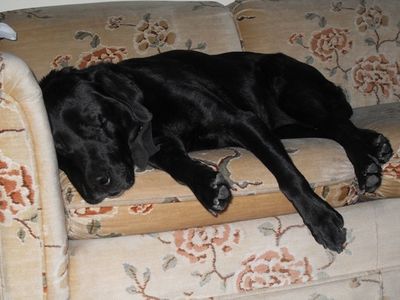 Stoney sleeping at Wendy's