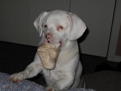 Baron stealing bone