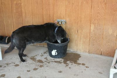 Sam with feet in bucket 2