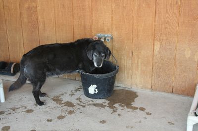 Sam with feet in bucket 1