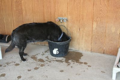 Sam with feet in bucket 3