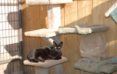 Mink on cat tree in sun