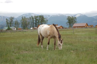 Bridger grazing June 1