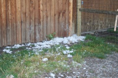 Dusty's hair on ground