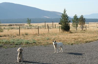 Dusty after grooming