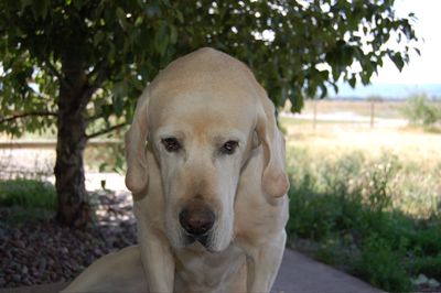 Moose with hang dog look